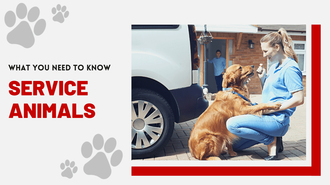 Service Animals: What You Need to Know | Norfolk Landlord Handbook